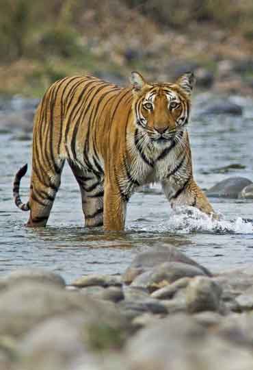 8 Days Ranthambhore Tours