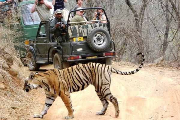 Ranthambore