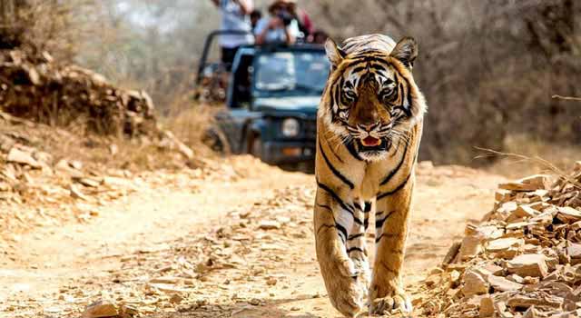 Ranthambore Travel